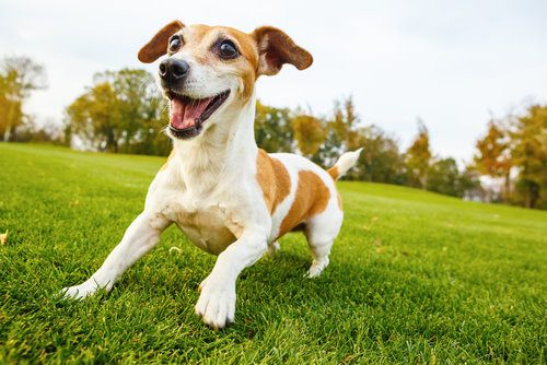 Top Summer Tips for Dogs